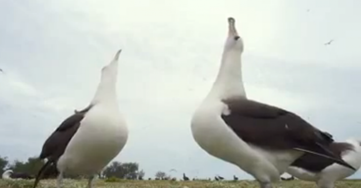 This Video Will Make You Lose Faith In Humanity Sharedots This Video Will Make You Lose Faith In Humanity Sharedots