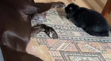 Chocolate Lab Gently Pets Bunny