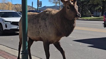Holy Shampoo an Elk in Estes Park