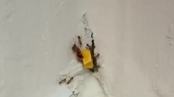 Ants Attempt to Push Cheese Piece Through Wall Hole