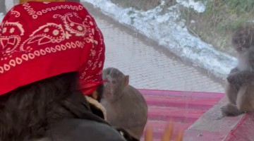 Man Playing With Monkeys Outside Window