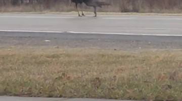Squabbling Turkeys Block Traffic