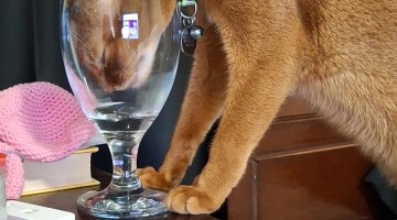 He Has a Fountain and a Water Dish, But He'd Rather Do This