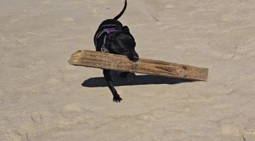 Dog Fetches Construction Materials
