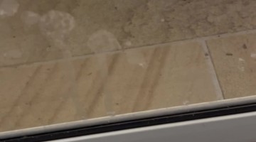 Hissing Curlew Parents Defend Baby