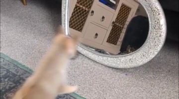 Cute Puppy's First Time Seeing Himself