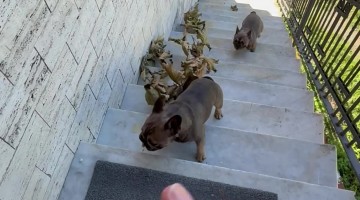 Little Dogs Try To Bring Tree Inside