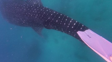 Gentle Giant Whale Shark