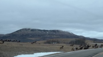 Herd of Elk Cross the Road in Alberta