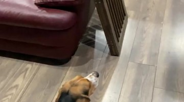 My Rabbit Really Thinks He's a Dog