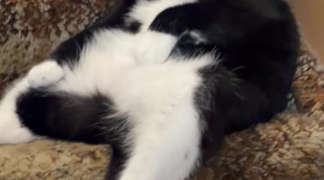 Bandit Sitting in His Favorite Spot