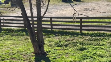 Zoomie Spins for the UPS Truck