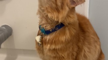 Orange Cat Loves Drinking Shower Water
