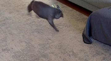 Huey’s Bucking Zoomies