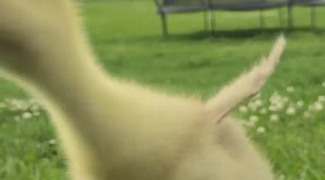 Loui and Vi are Learning Their Names