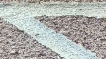 Magpie Takes Chicken From Ants