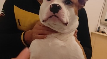 Someone Get This Dog an Oscar