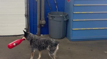 Pepper Only Swings for a Good Pitch!