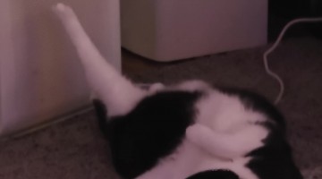 Cat Absentmindedly Stretching His Leg