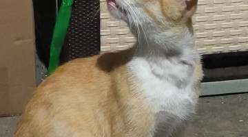 Fishcake the Cat Bleps While Loading Braincells
