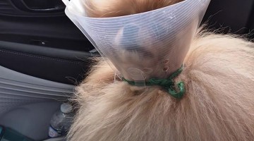 Pomeranian in Satellite Dish Mode