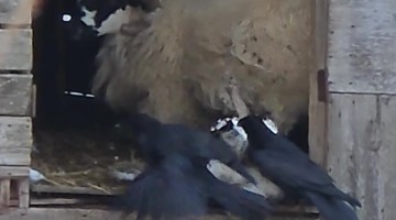 Crows Stealing Wool Right Off a Sheep's Back