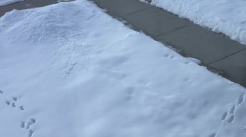 Jackrabbit Tracks Converge In Single Circle