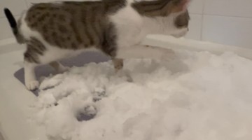 Letting Our Indoor Car Play With Snow