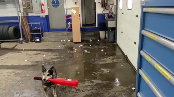 Pepper Loves Smashing Snowballs