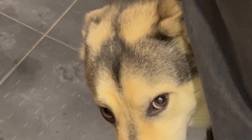 Embarrassed Pup Gets Paws Washed in Sink