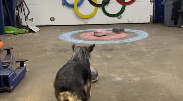 Pepper the Dog Curling