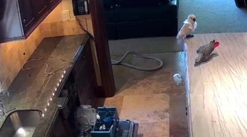 Security Camera Catches Naughty Parrot Breaking a Glass