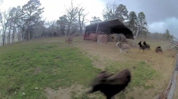 Tornado Destroys Donkey Shelter