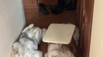 Dog Gets Stuck In Chair