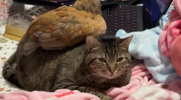 Chicken Perches On Unbothered Cat In Bed