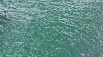 Two Orcas Swimming Whairepo Lagoon