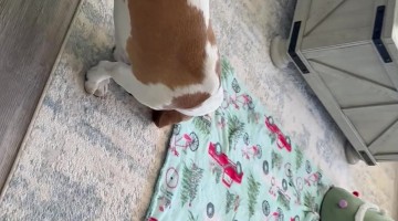 Basset Hound "Rescues" Baby Goat from His Tutu
