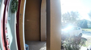 Alligator Strolling Up to Front Porch