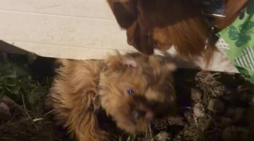 Neighbor's Dog Digs Hole Under Fence to Visit Friends