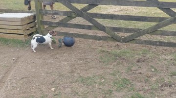 When You Can Fit Under the Gate but Your Ball Can't