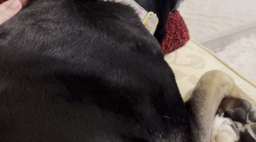Shaking Dogs Cling To Owner During Thunderstorm