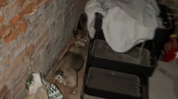 Man Yells At Barking Dog While Apologizing to Hissing Possum