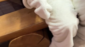 Dog Meets Easter Bunny for the First Time