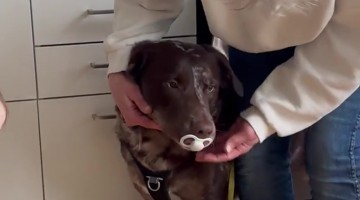 Dog Steals Baby's Pacifier