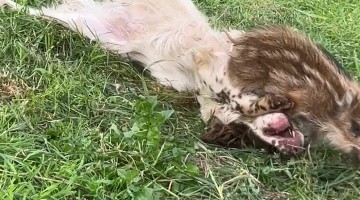 Dog and Baby Wild Boar