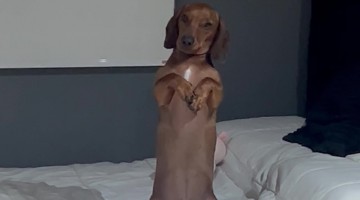 Long Dog Begs For Bedtime