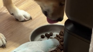 Pup Shares Food With Parrot