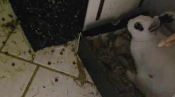 Mom Finds Hidden Rabbits In Bathroom Closet