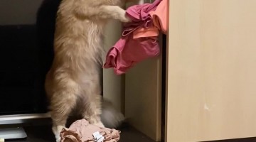 Cat Nonchalantly Empties Closet