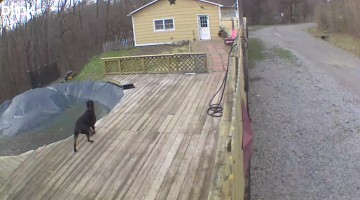 Rottweiler Has Near Miss With Trampoline During Windstorm